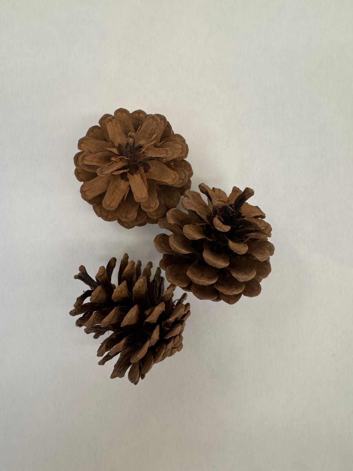 Pine Cones - Set of 20